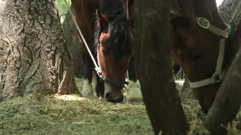 Pair of horses eating grass Stock-Footage 51364450