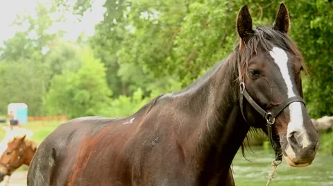 Pair of horses Stock Footage 51364444