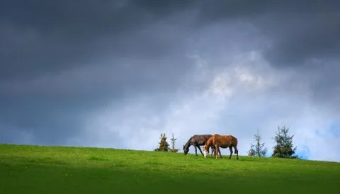 Pair of horses grazing in the mountains on the background of stormy dark sky Stock Photos