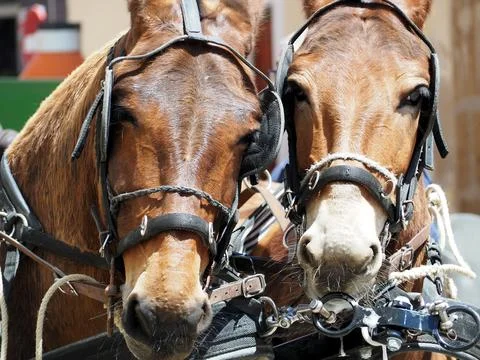 Pair of horses in harness Stock-Fotos