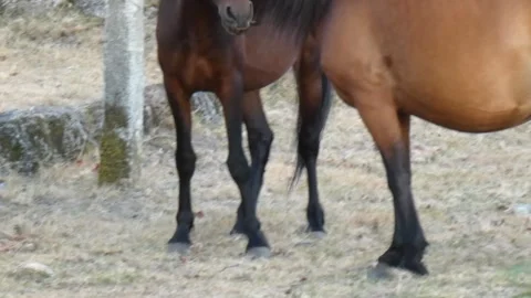 A pair of horses interrupt their meal to care for each other's grooming. Stock Footage 253220130