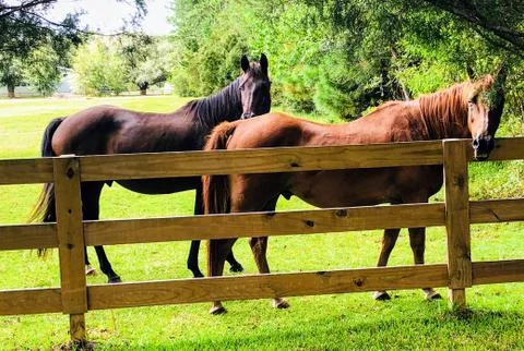 Pair of Horses Stock Photos