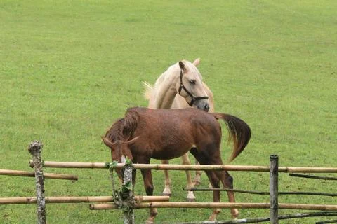 A pair of horses Fotos de archivo