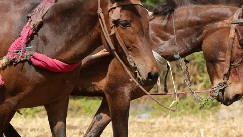 A pair of horses plowing the field, close up. Stock Footage 247184619