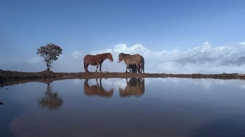 Pair of Horses Reflecting in High Altitude Lake Qinghai-Tibet Plateau China Stock Footage 339760195
