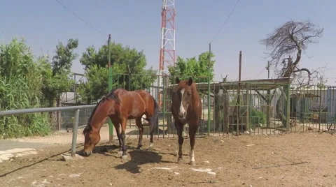Pair horses in stable Stock Footage 50300779