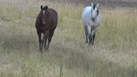 Pair of horses walking in a field. Exclusive Stock Footage 213966124