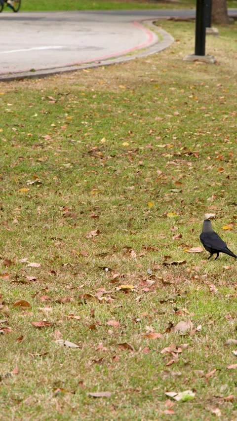 Pair of House Crows Foraging on a Grassy Park Lawn in Singapore Stock Footage 329344225
