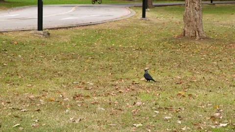 Pair of House Crows Foraging on a Grassy Lawn in Singapore Stock Footage 329457537