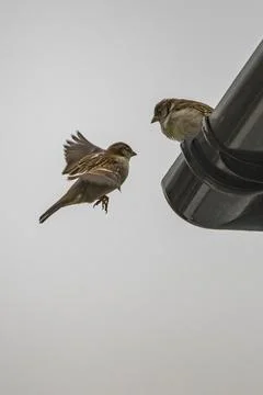 Pair of house sparrows Foto stock