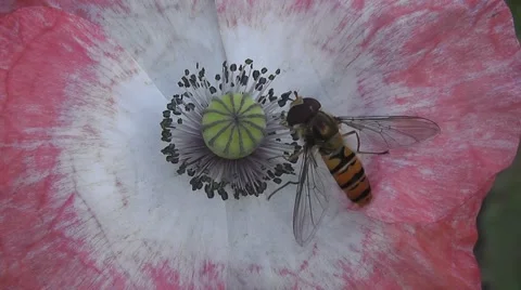 Pair of Hoverflies Pollinating a Summer Poppy Flower Stock-Footage 48668296