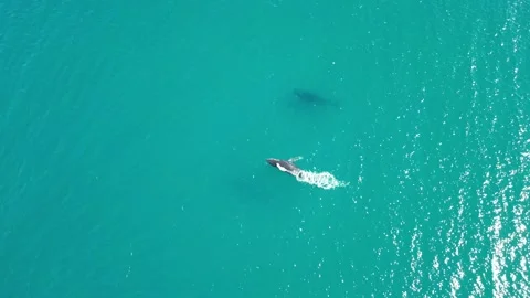 Pair of Humpback Whales bubbling, spouting, rolling, and playing Stock Footage 281139294