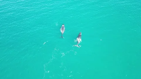 Pair of Humpback Whales spouting, rolling, surfacing and playing Stock Footage 281138756