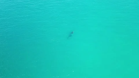 Pair of Humpback Whales spouting, rolling, surfacing and playing Stock Footage 281141313