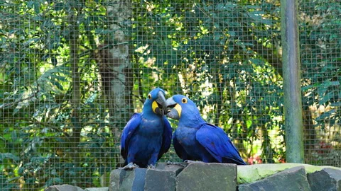 Pair of hyacinth macaws touching beaks in tender moment, Stock Footage 346637064