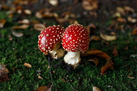 Pair of iconic red fly agaric mushrooms with white-spotted caps and stems r.. Stock Photos