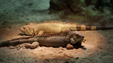 Pair of iguanas lying on the sand Stock Footage 39017831