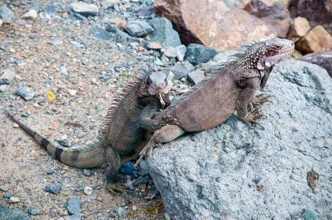 Pair of iguanas Stock Photos