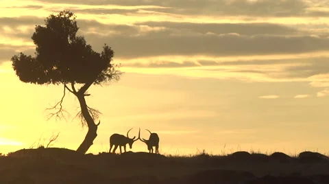 A pair of Impala lock horn against the backdrop of golden morning sun in Kenya Video stock 58140448