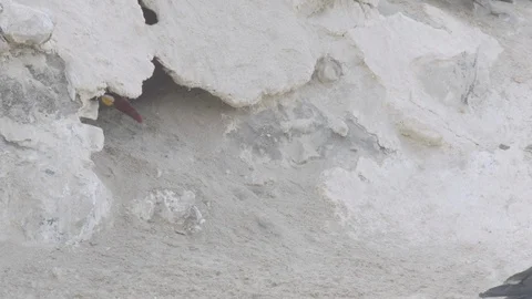 Pair of inca tern around burrow Stock Footage 116645905