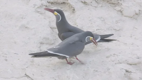 Pair of inca tern going into a burrow and one coming back out Stock Footage 116645225