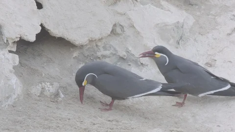 Pair of inca tern going into a burrow and one coming back out Stock Footage 116645249