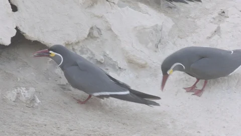 Pair of inca tern going into a burrow and one coming back out Stock Footage 116645445
