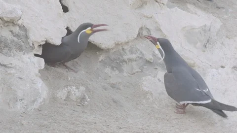 Pair of inca tern going into a burrow and one coming back out Stock Footage 116645625