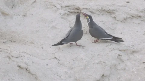 Pair of inca tern, tussling over fish, and calling. Stock Footage 116645435