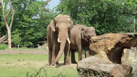 A pair of Indian Elephants Stock Footage 133534479