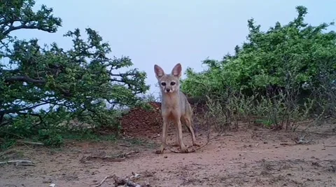 Pair of Indian foxes Vidéo 169860059