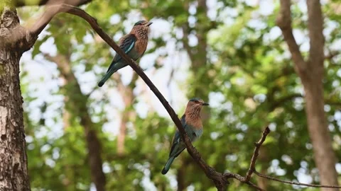 A pair of Indian rollers perched together on a branch in Pench national Stock Footage 277935818