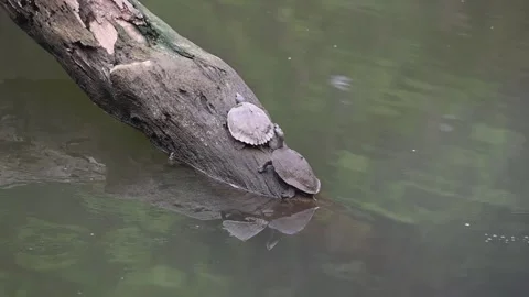 A pair of Indian roofed turtle lie on a log of wood in water Video stock 342330204