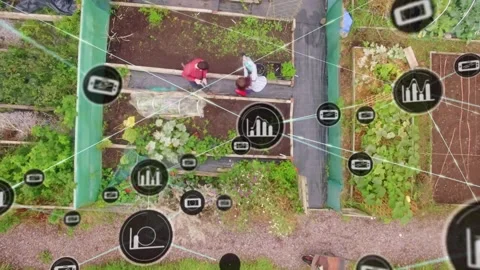 Pair inspecting raised bed, one pointing, data icons forming and linking beds to Vídeos de archivo 332289106