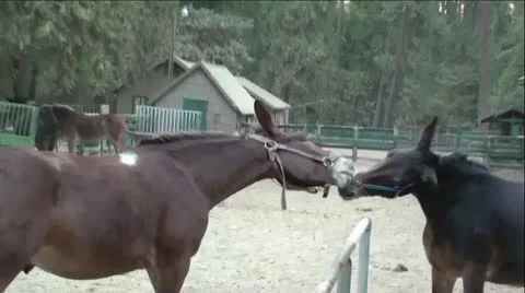 Pair of Jackass' Playing Tug-of-War Vídeo Stock 12385521