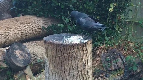 A Pair Of Jackdaws Feeding On A Log Vídeo Stock 70884359