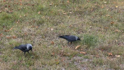 Pair of jackdaws on ground Video stock 116865683