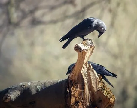 A pair of Jackdaws in the nature. Stock Photos
