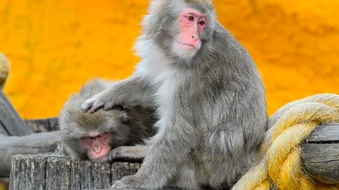 Pair of japanese macaques Stock Footage 90085969