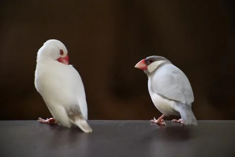 Pair of java sparrow birds, one albino and one pale-grey perched on the railings Stock Photos