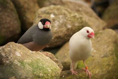 Pair of java sparrow birds, one albino and one grey, perched on the grey stones Stock Photos