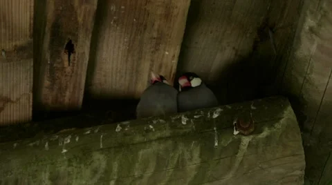 A Pair of Java Sparrows on a Wooden Beam 库存影片 45963862