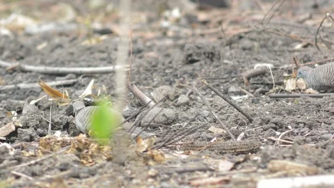 A pair of Javan doves looking for food 库存影片 293294304