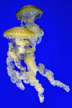 Pair of jellyfish Stock Photos