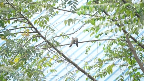 Pair of Jungle Babblers (Turdoides striata) Perched on a Tree Branch Stock Footage 324222736