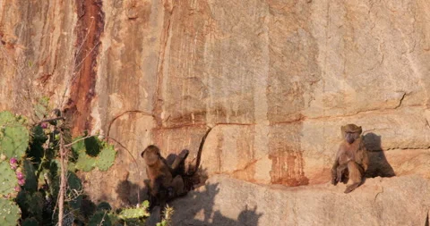 A pair of juvenile Olive Baboon resting by red rock slope Stock-Footage 310969370