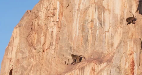 Pair of juvenile Olive Baboons playing on a rock slope Stock Footage 310972970