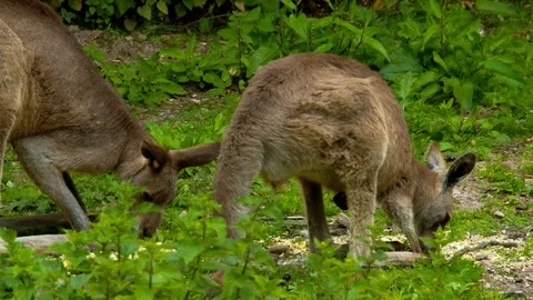 Pair of Kangaroos grazing on grass Video stock 114369573