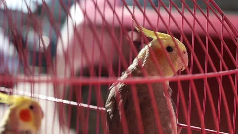 A pair of karel parrots in a cage Stock Footage 304660103