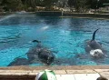 A pair of Killer Whales look on  Footage